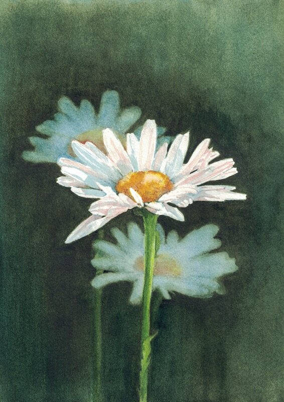 Daisy Scan 72 .jpg