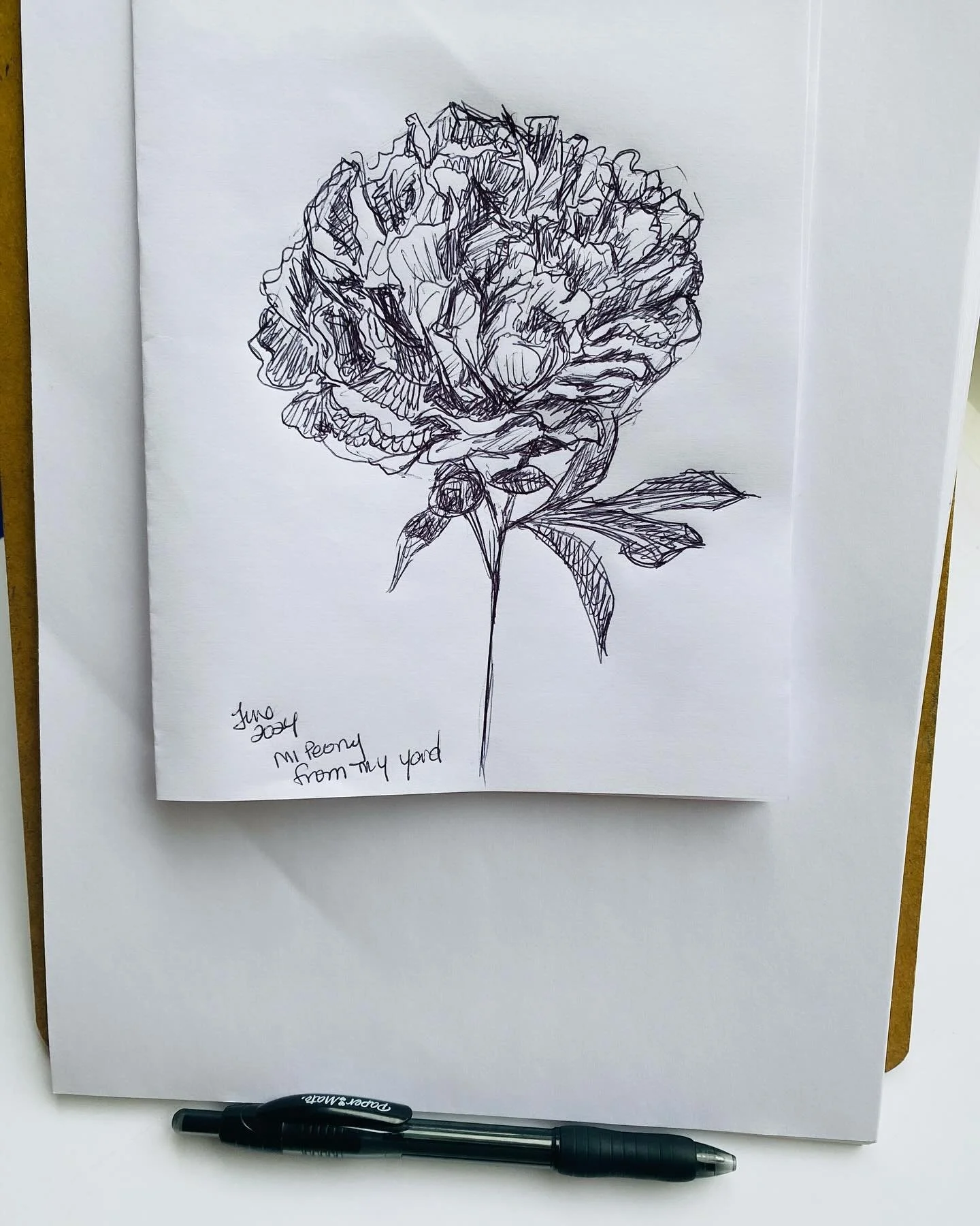 This morning’s ink sketch with my coffee. One of my peonies. I recently found out the name of my type of peony is Sarah Bernhardt! Wow 🤯