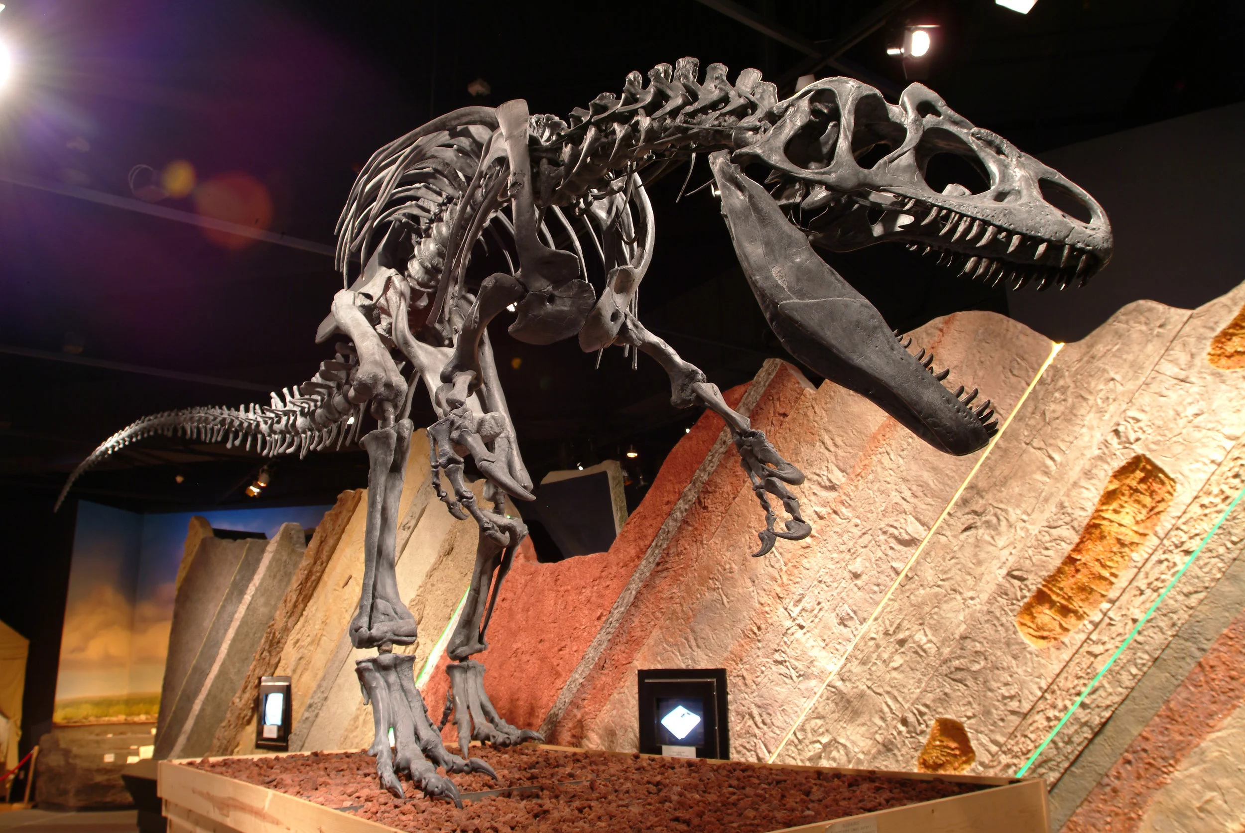 dinosaur skelton.jpg
