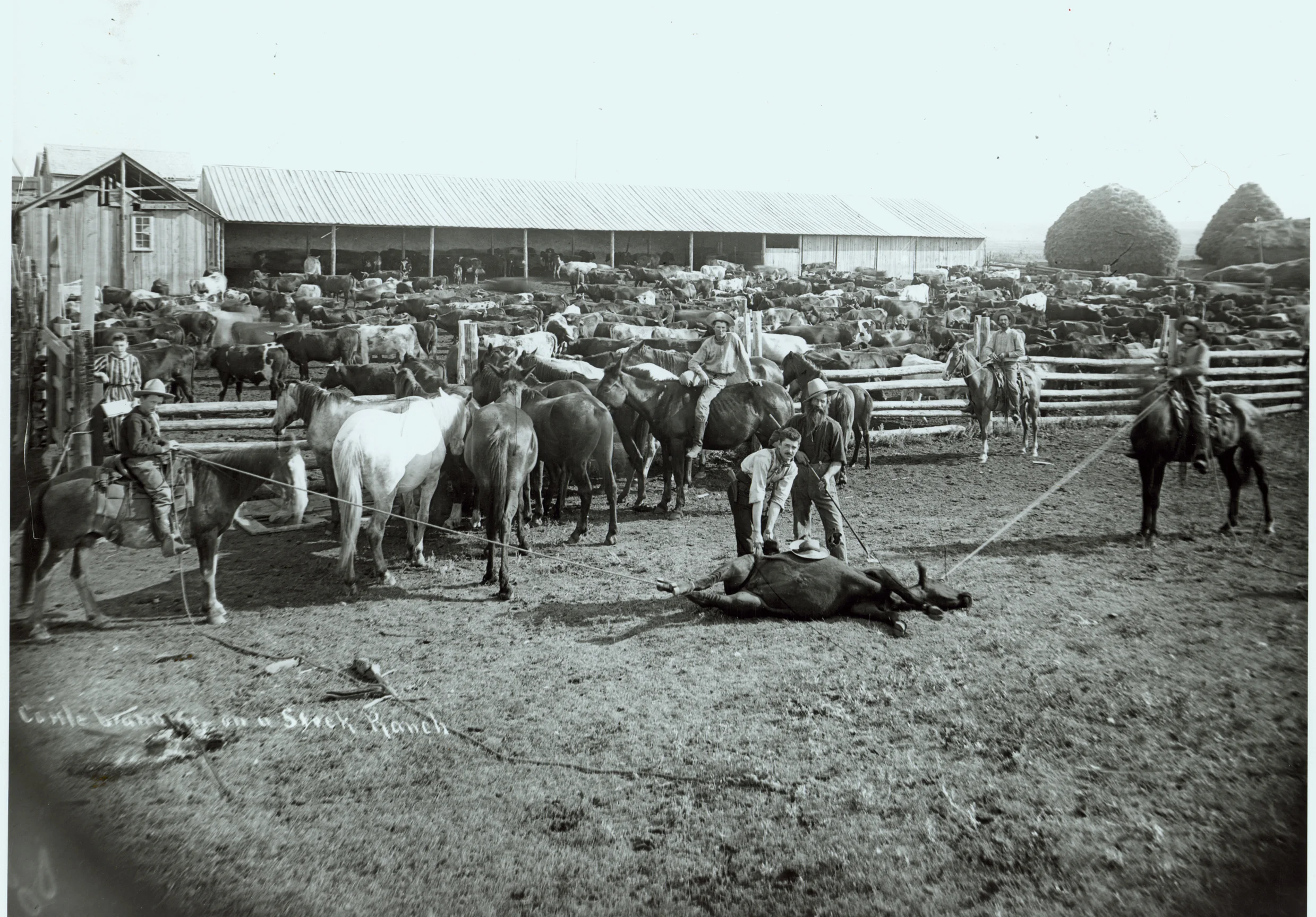 Branding Scene on a Stock Ranch