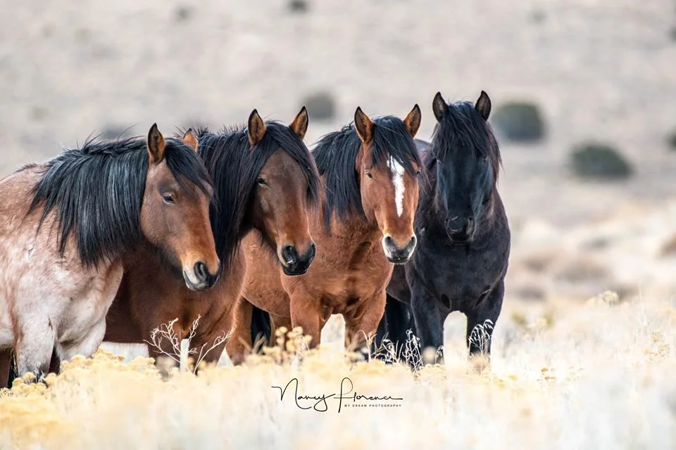 Allie's experience seeing the Fish Springs horses