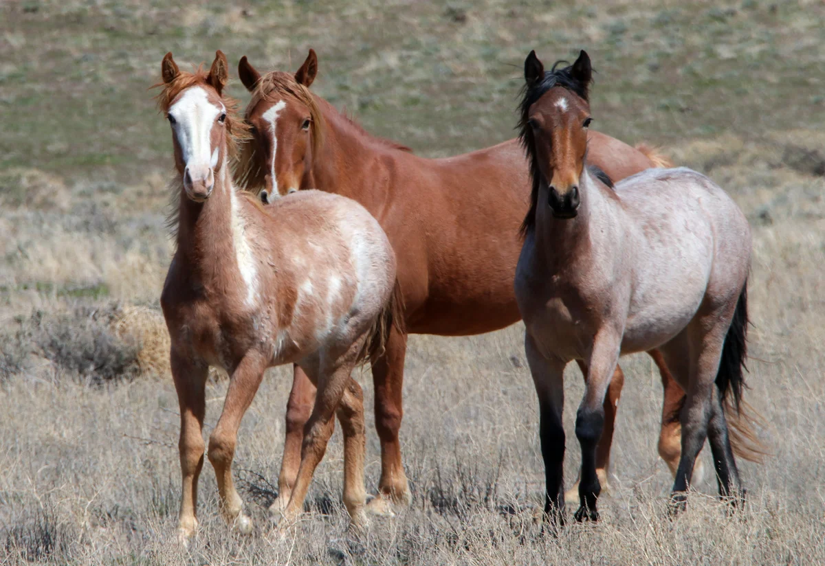 Virginia Range Family
