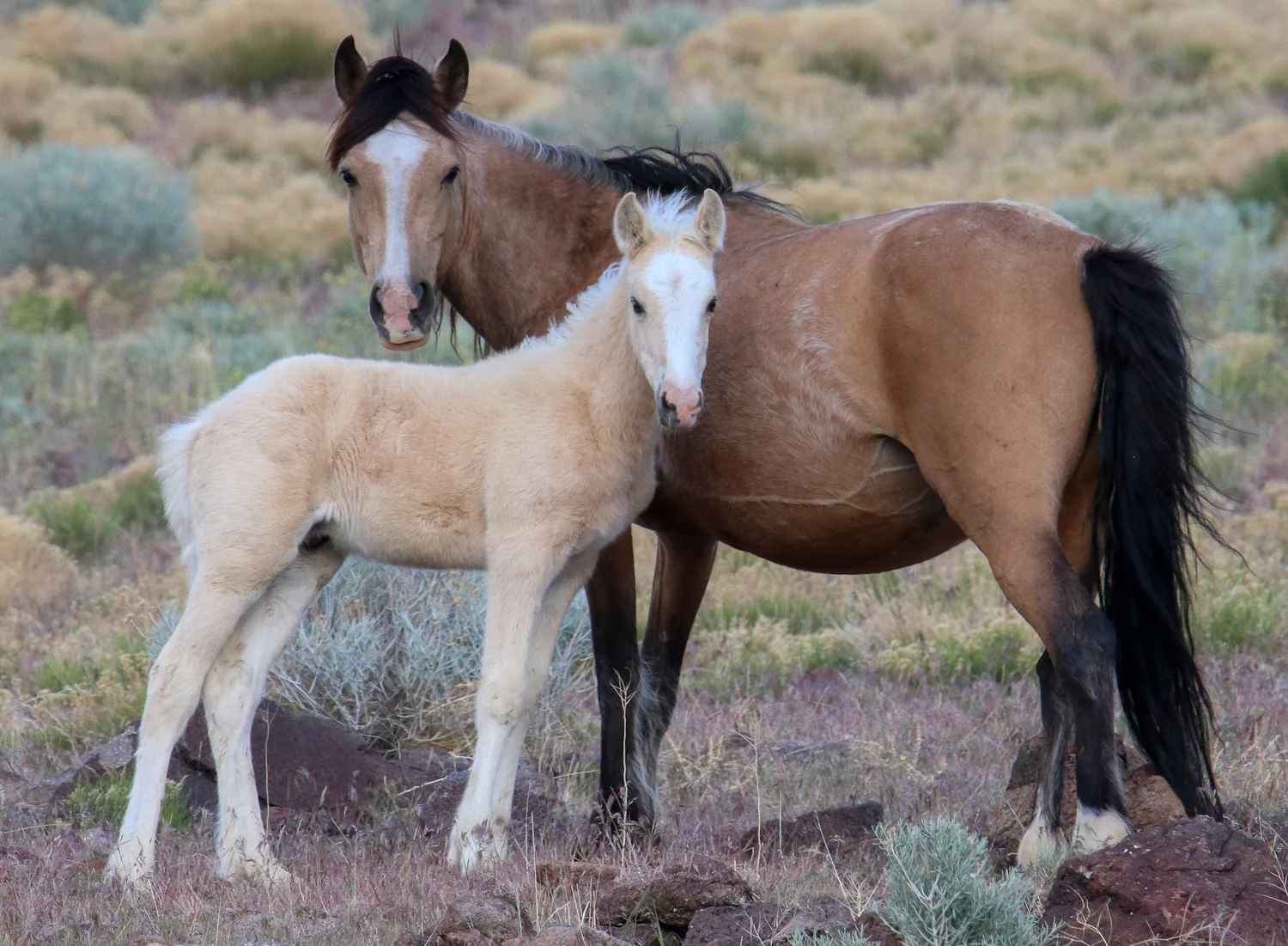 Wild Horses in Washoe Valley taking a dip!