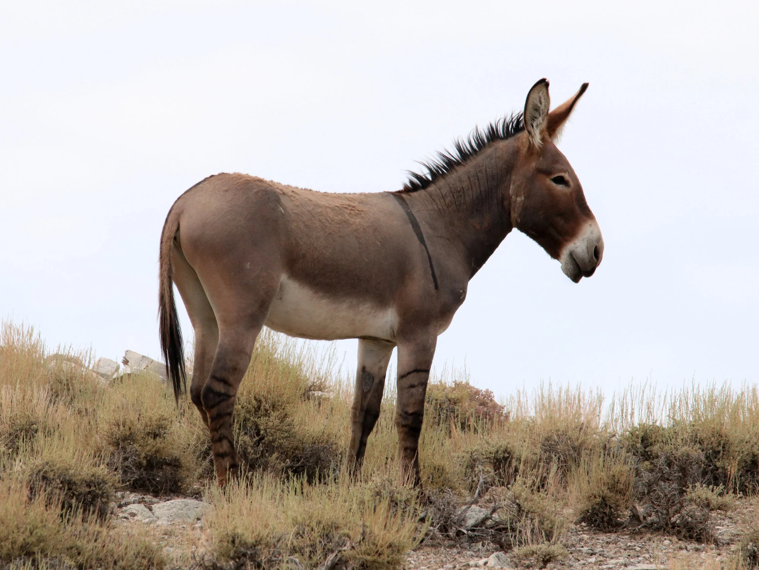 Nine Reasons To Get To Know NV's Wild Burros 