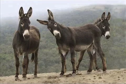 wild burros.jpg