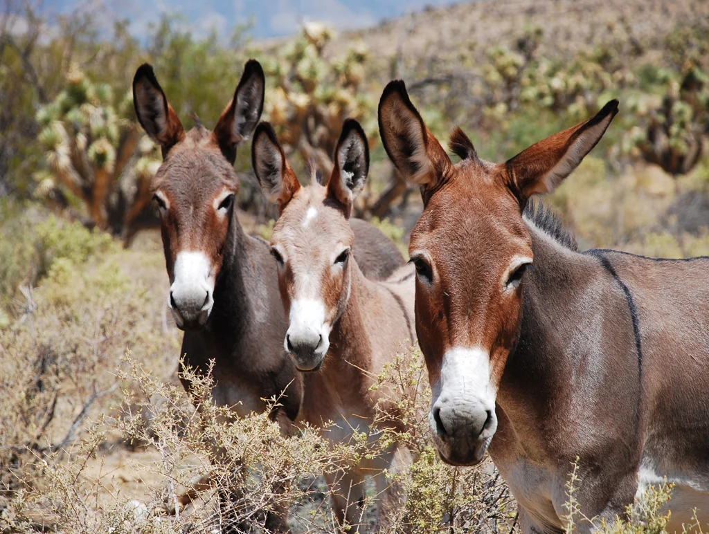 BURROS RED ROCK USFS PHOTO.jpg