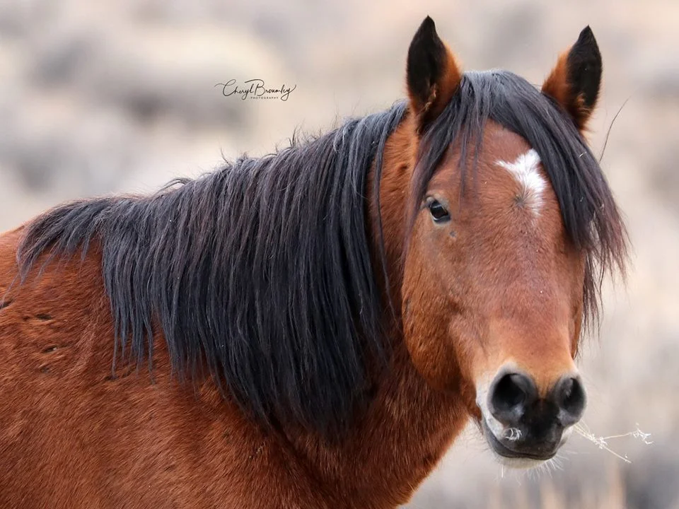 Read Meredith's experience seeing the Fish Springs horses!