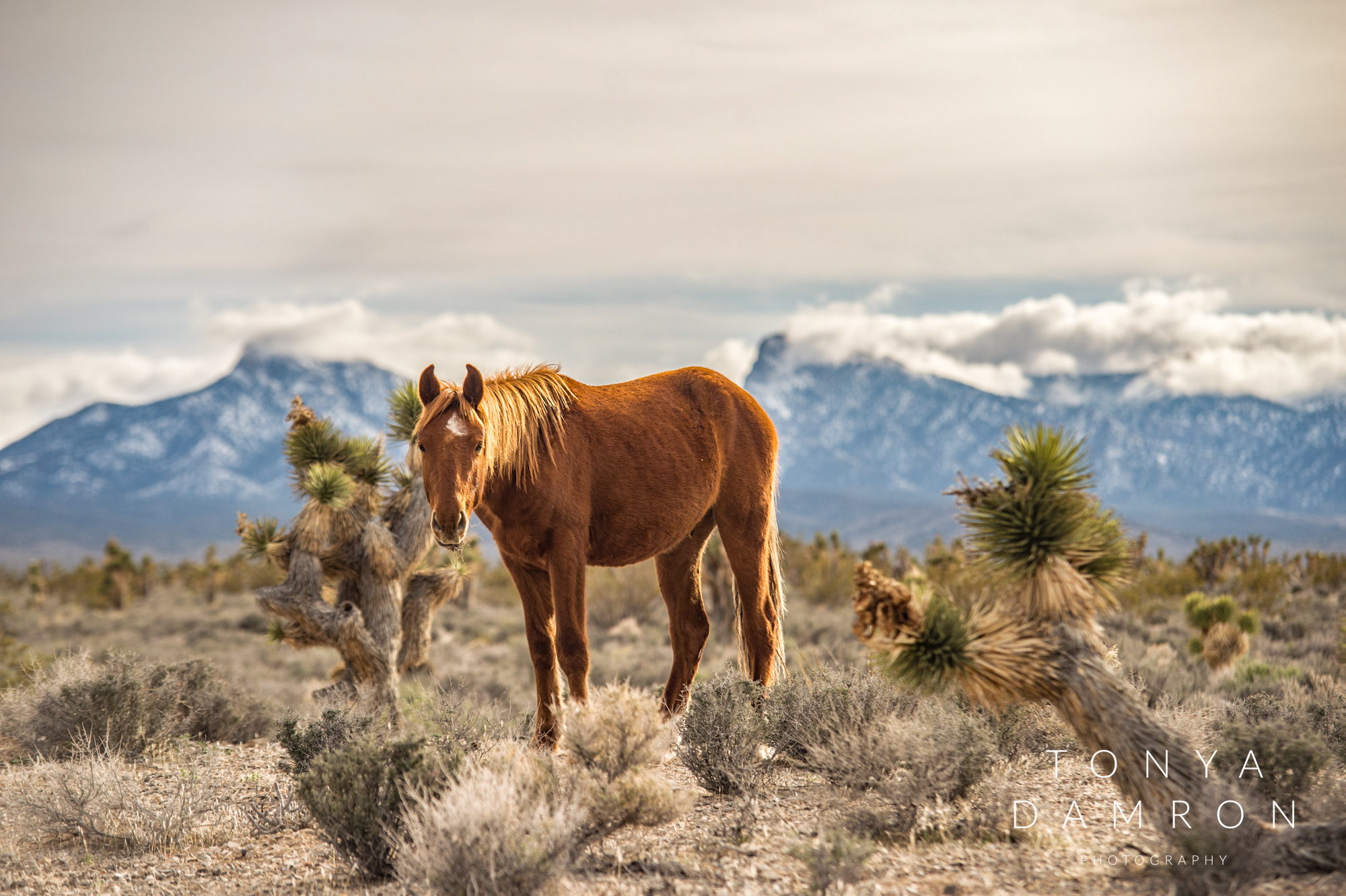 Photo credit: Tonya Damron