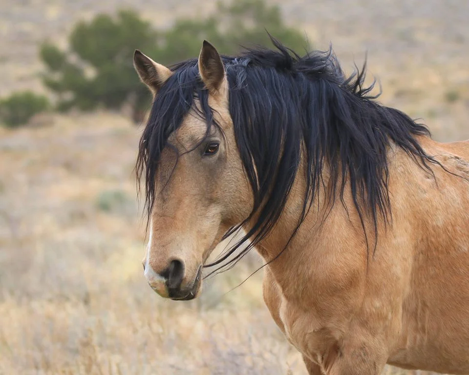 Get your own Historic Virginia Range License Plate!