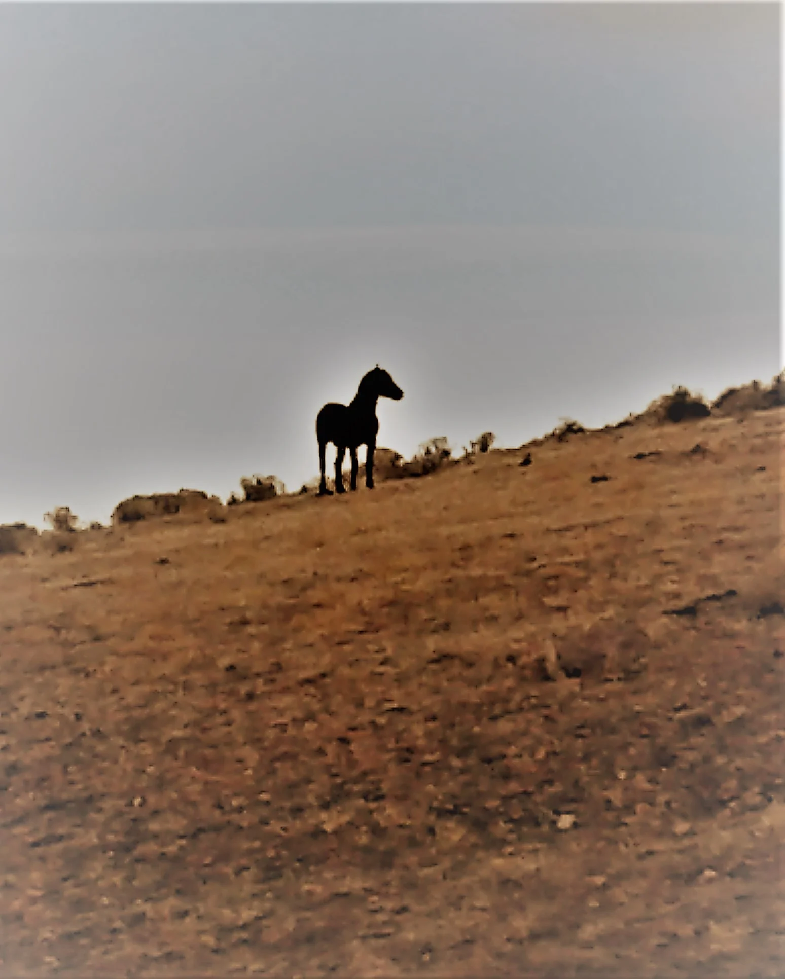 Blue, a wild stallion, on the range.