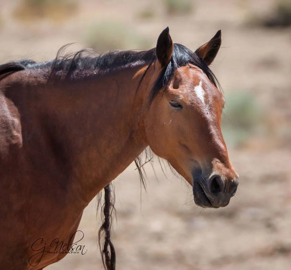 Read Deb's experience with the Fish Springs wild horses