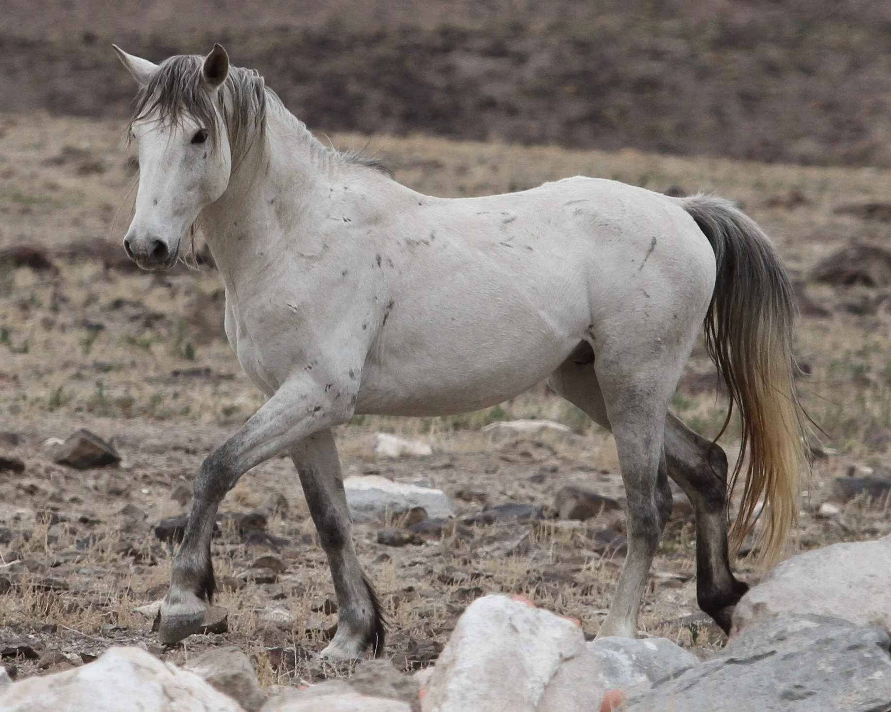 Read Karen's story about seeing wild horses  