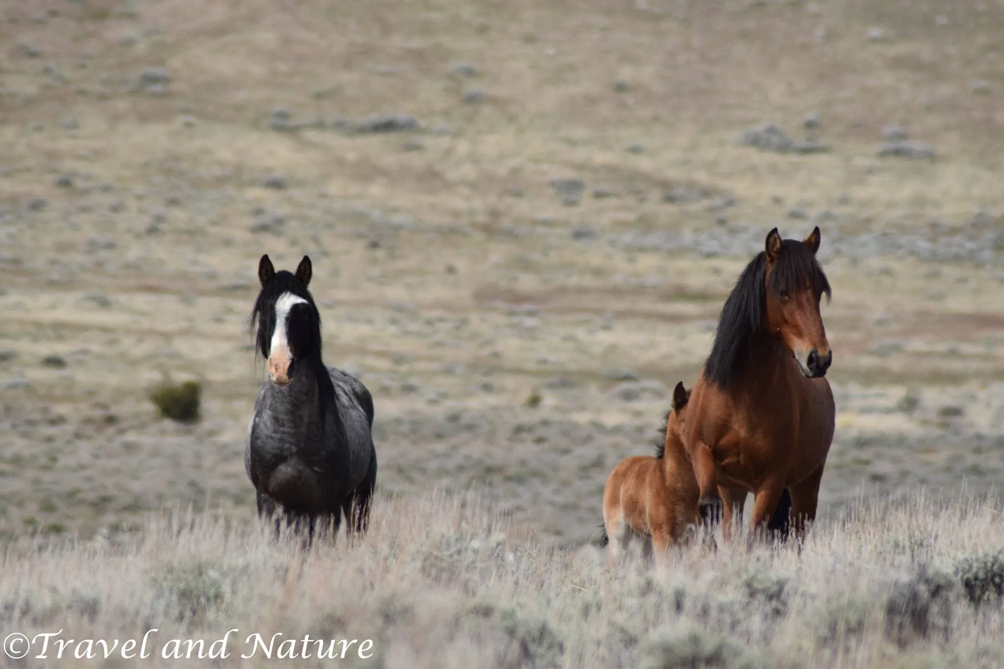 Zorro on the Fish Springs Range