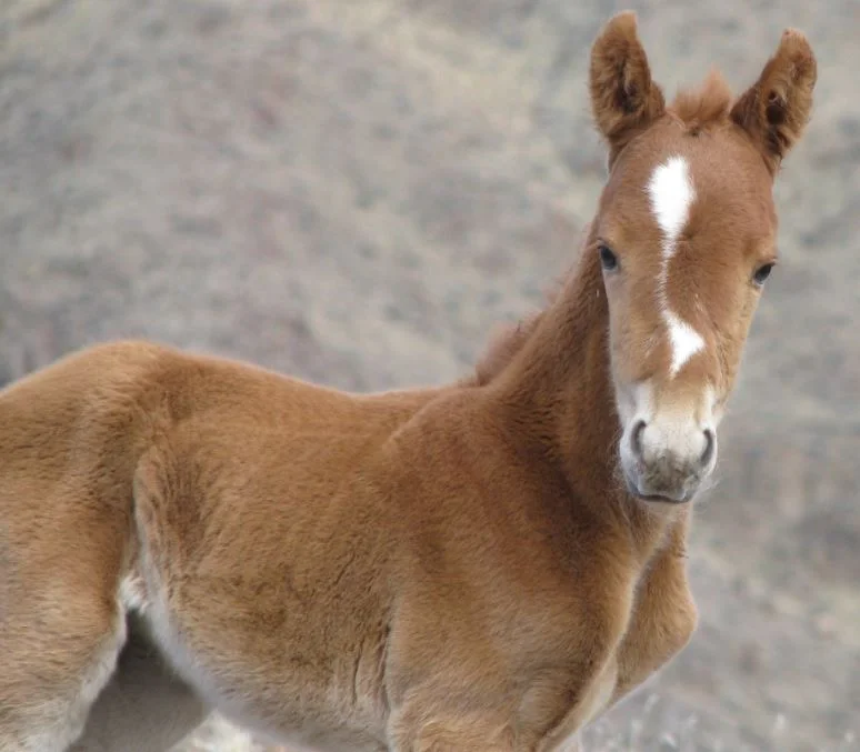 Liv's experience with wild horses 