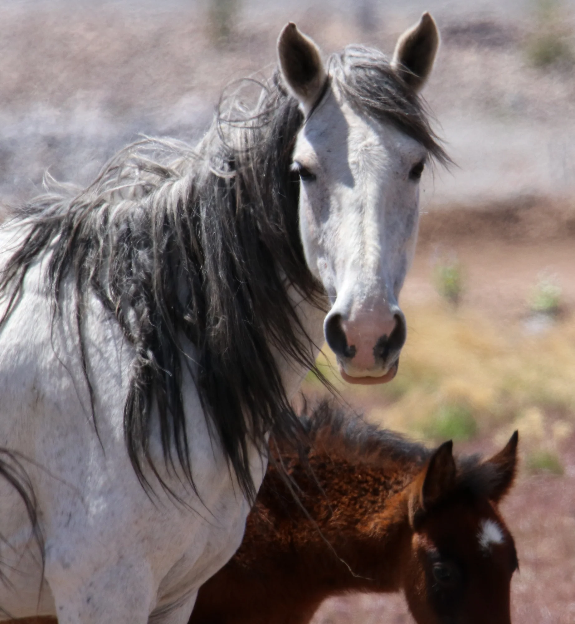 Only in Your State: Nevada Wild Horses