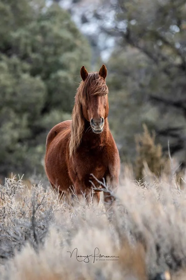 Learn how the Tahoe Reno Industrial Complex is helping wild horses!