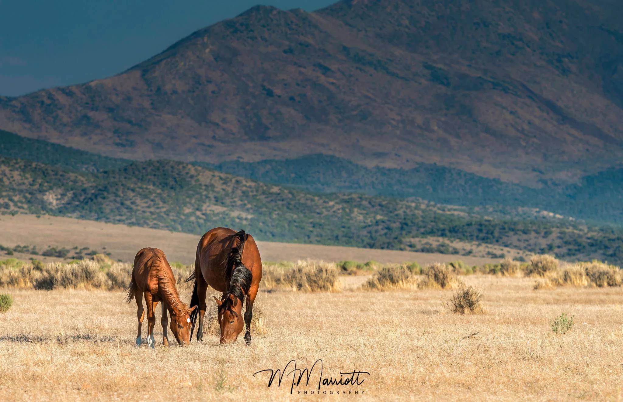 Nevada and Reno Travel: A cowboy city preserved by the natural beauty of the wild West