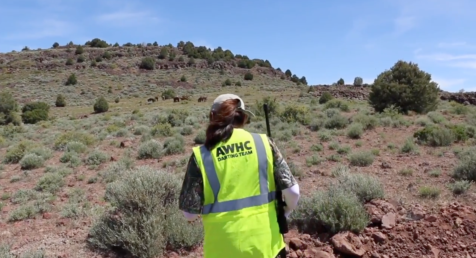 Watch-Wild-horses-get-shot-with-darts-to-administer-birth-control.png