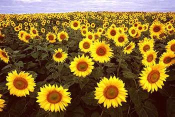 sunflowers.jpg