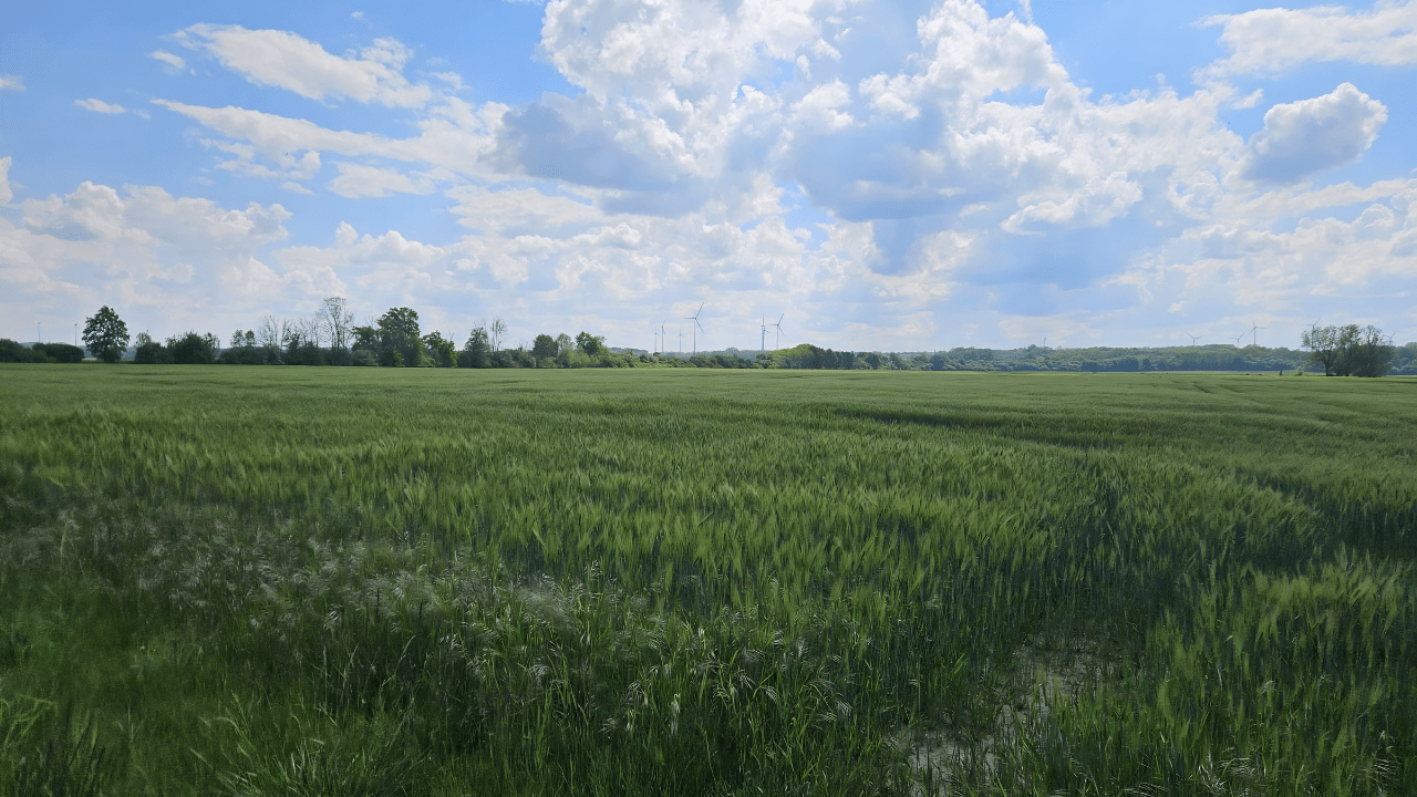 Flat open farmland of the Oderbruch valley, the exposed ground Soviet armour crossed under German fire