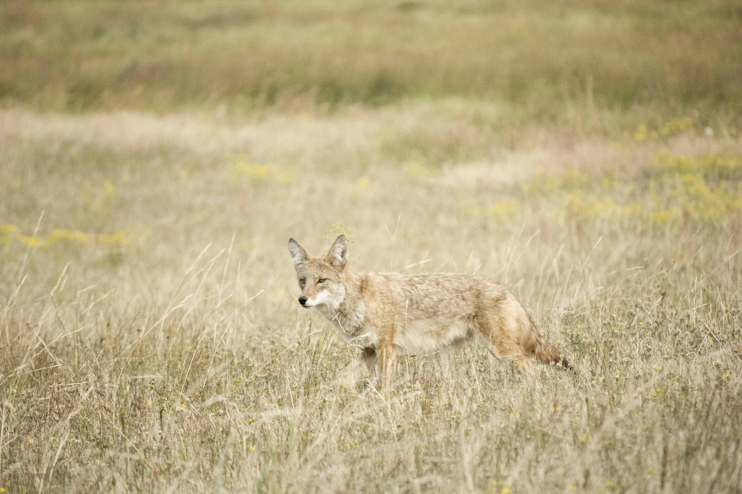 CoyotePhoto_Web.jpg