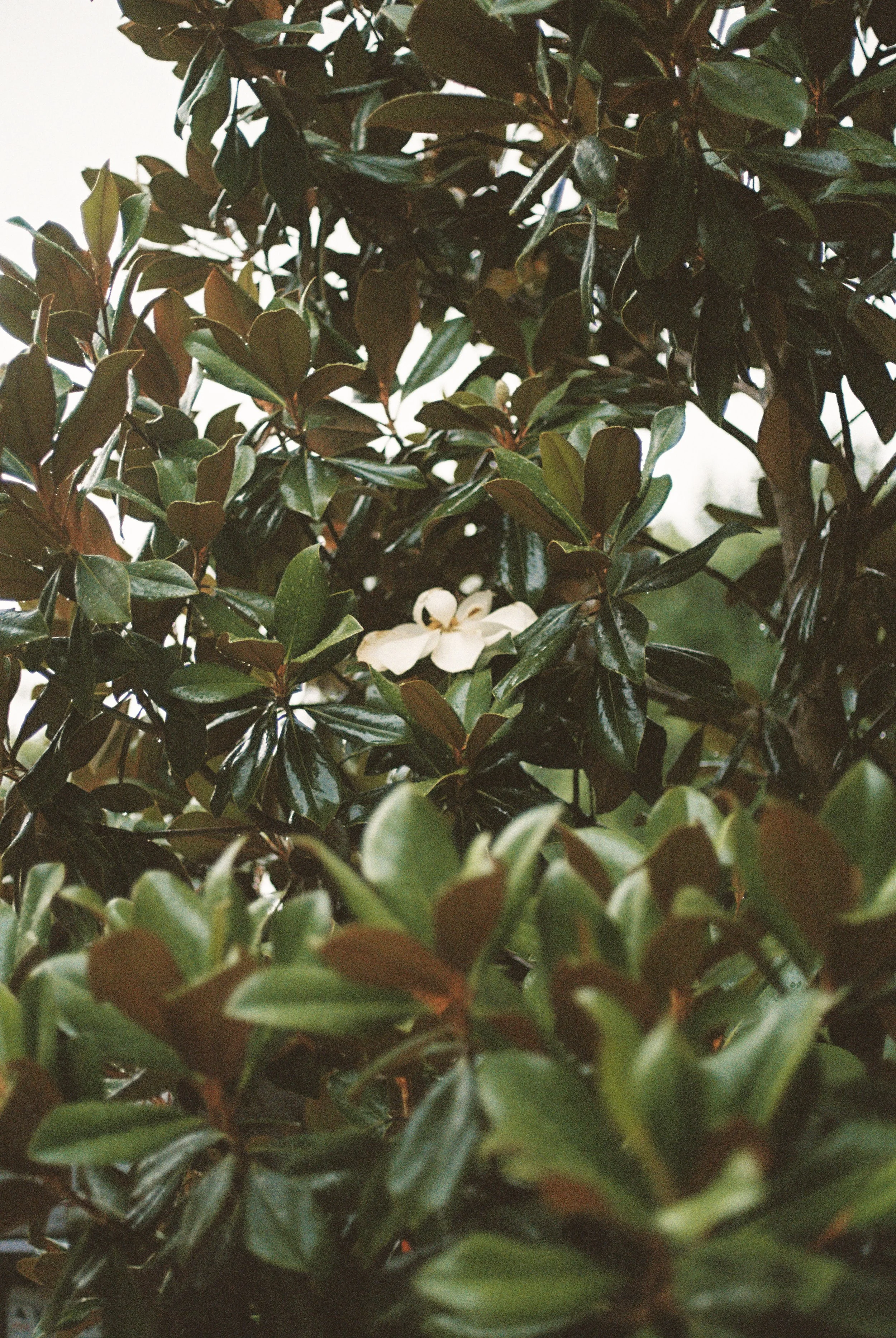 A single magnolia blossom nestled in glossy green leaves, a quiet detail from the landscape of a New Orleans wedding.