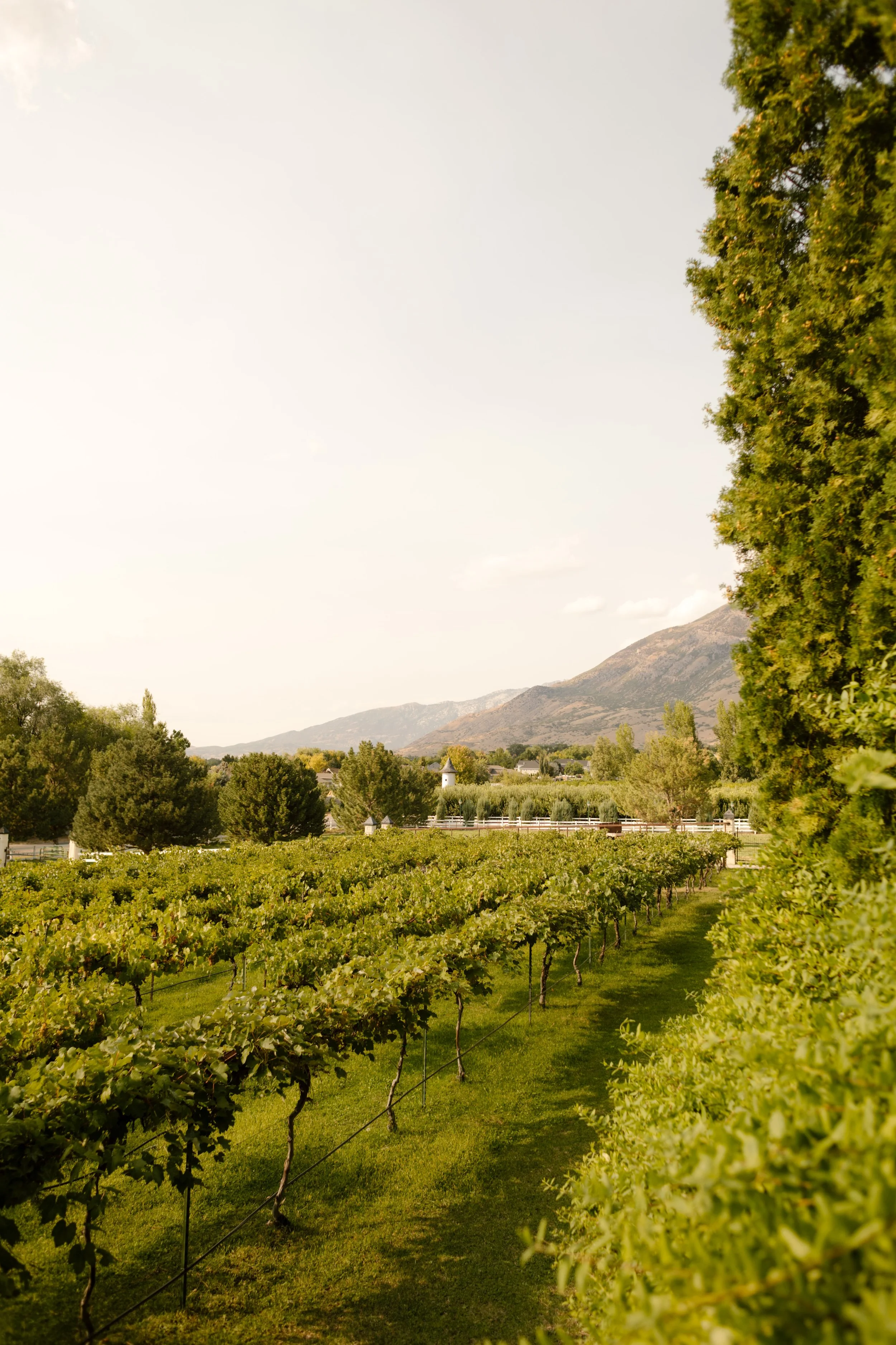 Long views of vineyards at Wadley Farms, a unique utah wedding venue. 