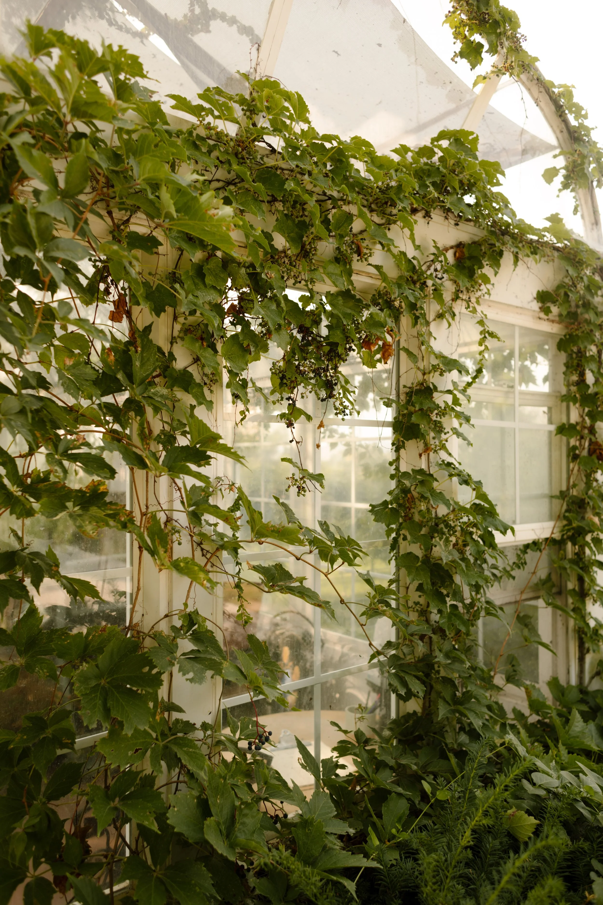 Ivy-covered white stone building at utah wedding venue