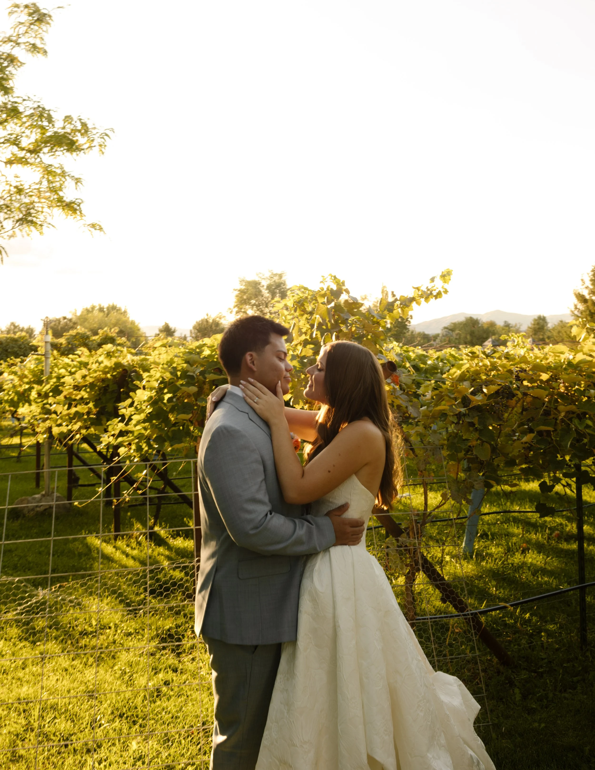 Bride and groom embracing in a sunlit vineyard with rows of grapevines glowing in golden hour light.