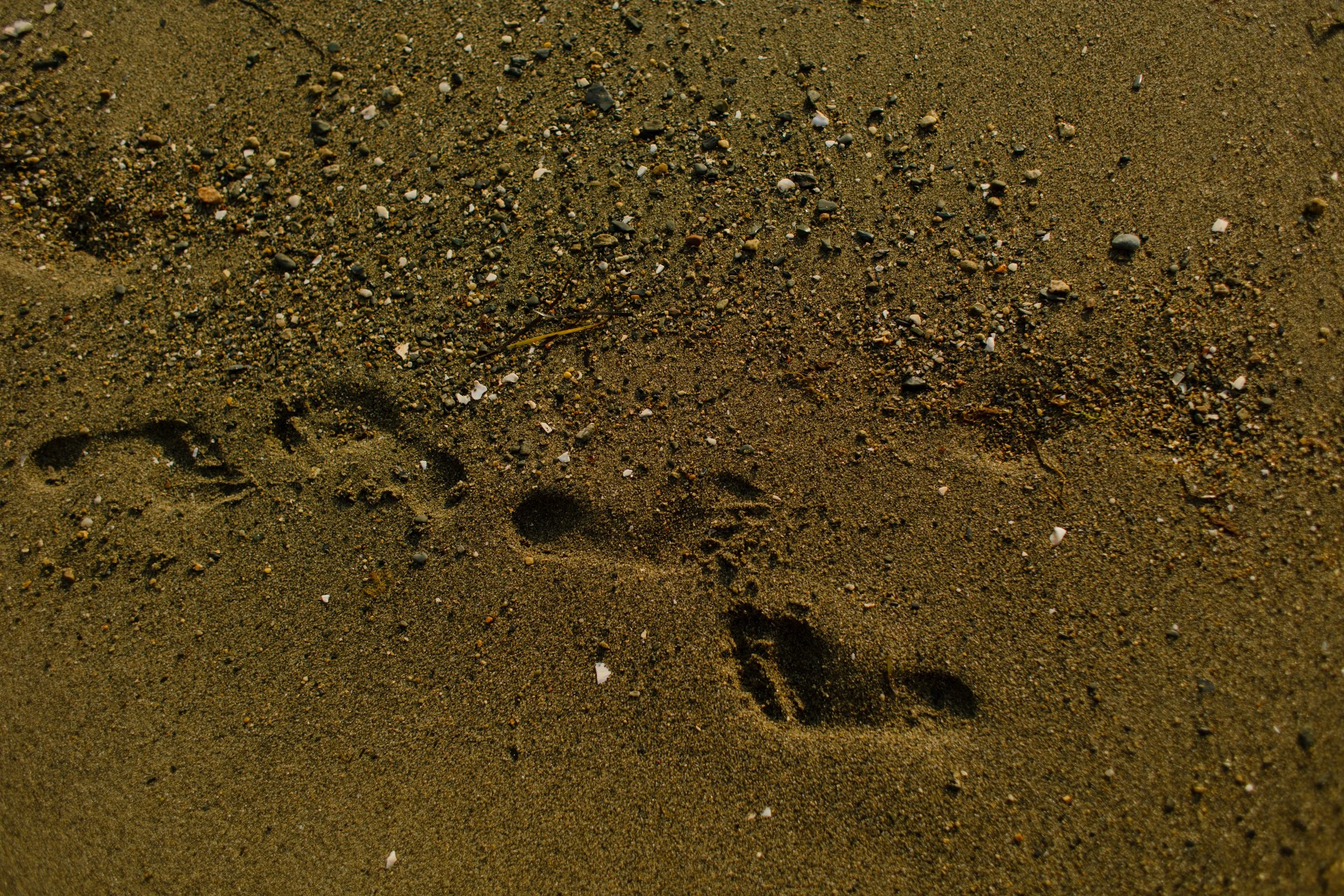 Footprints in sandy Newport shoreline during sunset engagement session