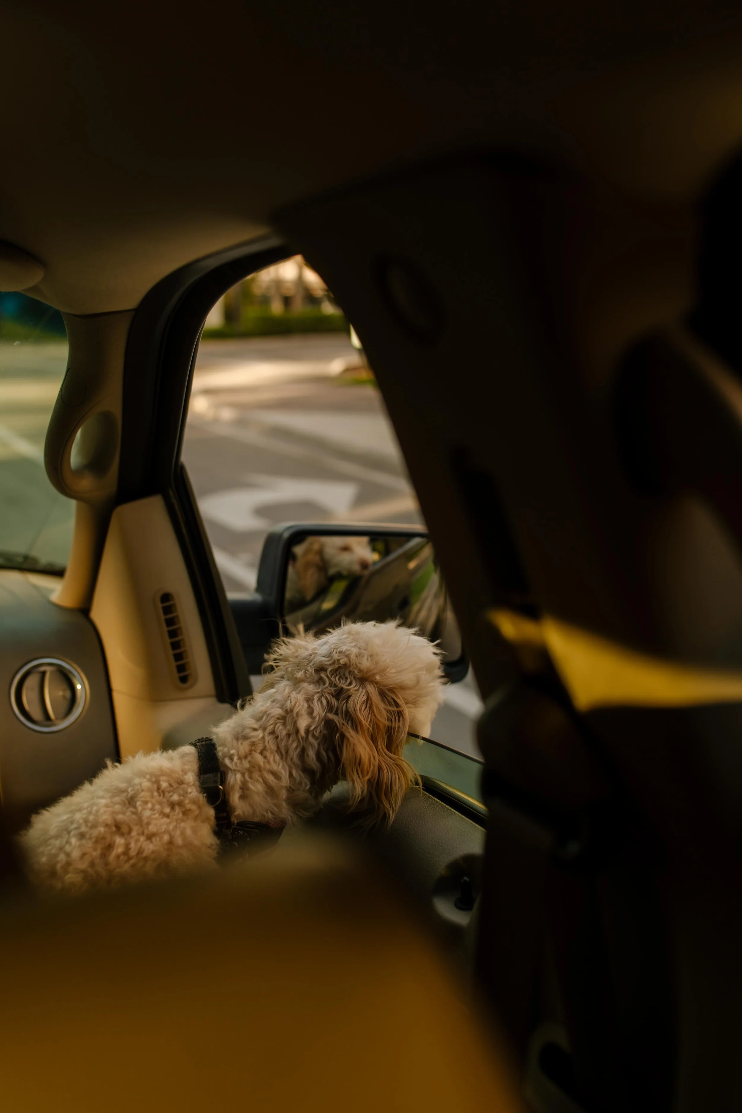 Small dog sitting in a car looking out the window, ears perked and curious, capturing a quiet in-between moment on the way to something bigger