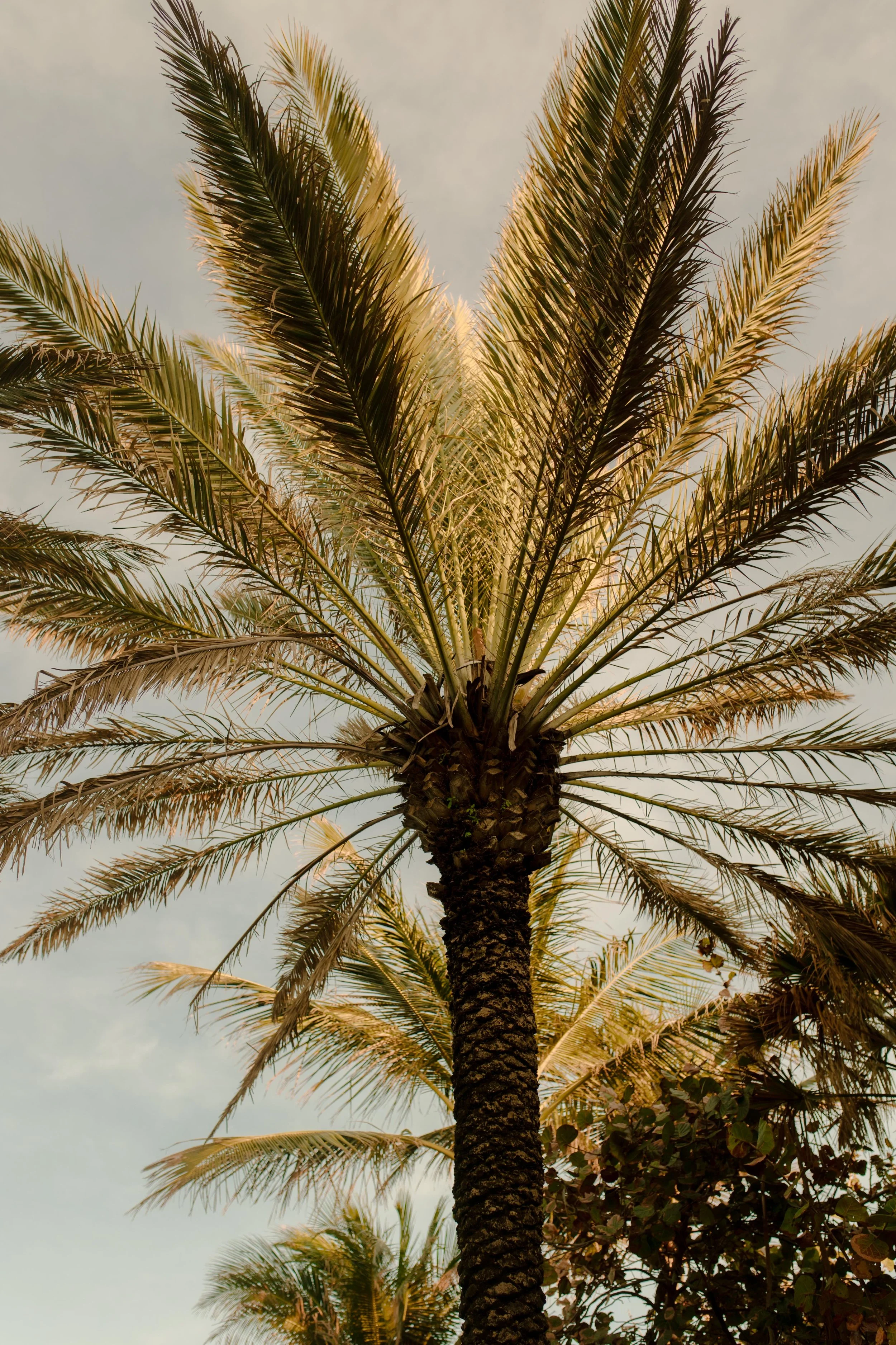 Palm tree stretching into the sky with warm light hitting each frond, a dreamy coastal detail that frames the kind of place you’d choose when thinking about how to plan a surprise proposal