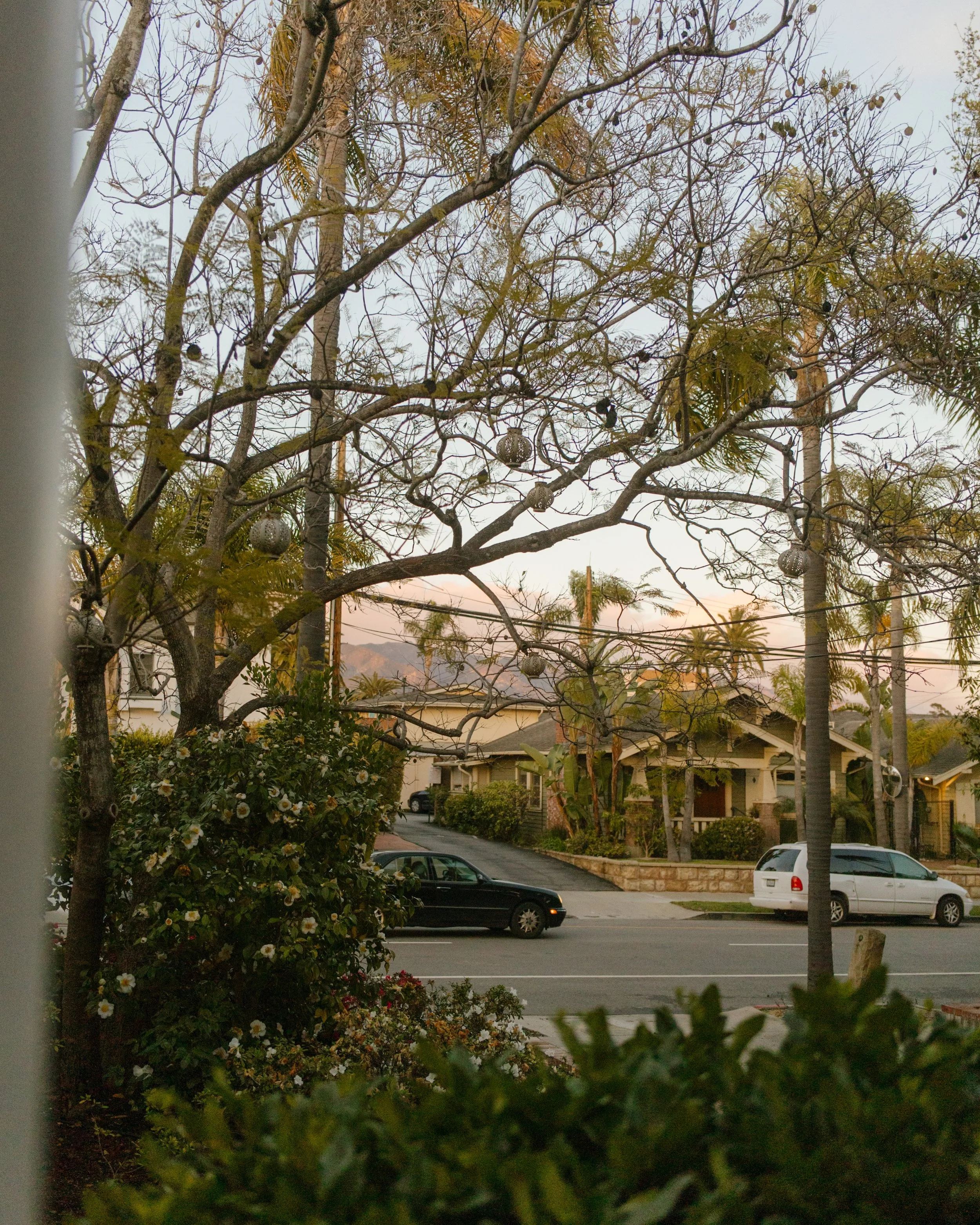 Neighborhood street view with palm trees and mountains in the distance in Santa Barbara