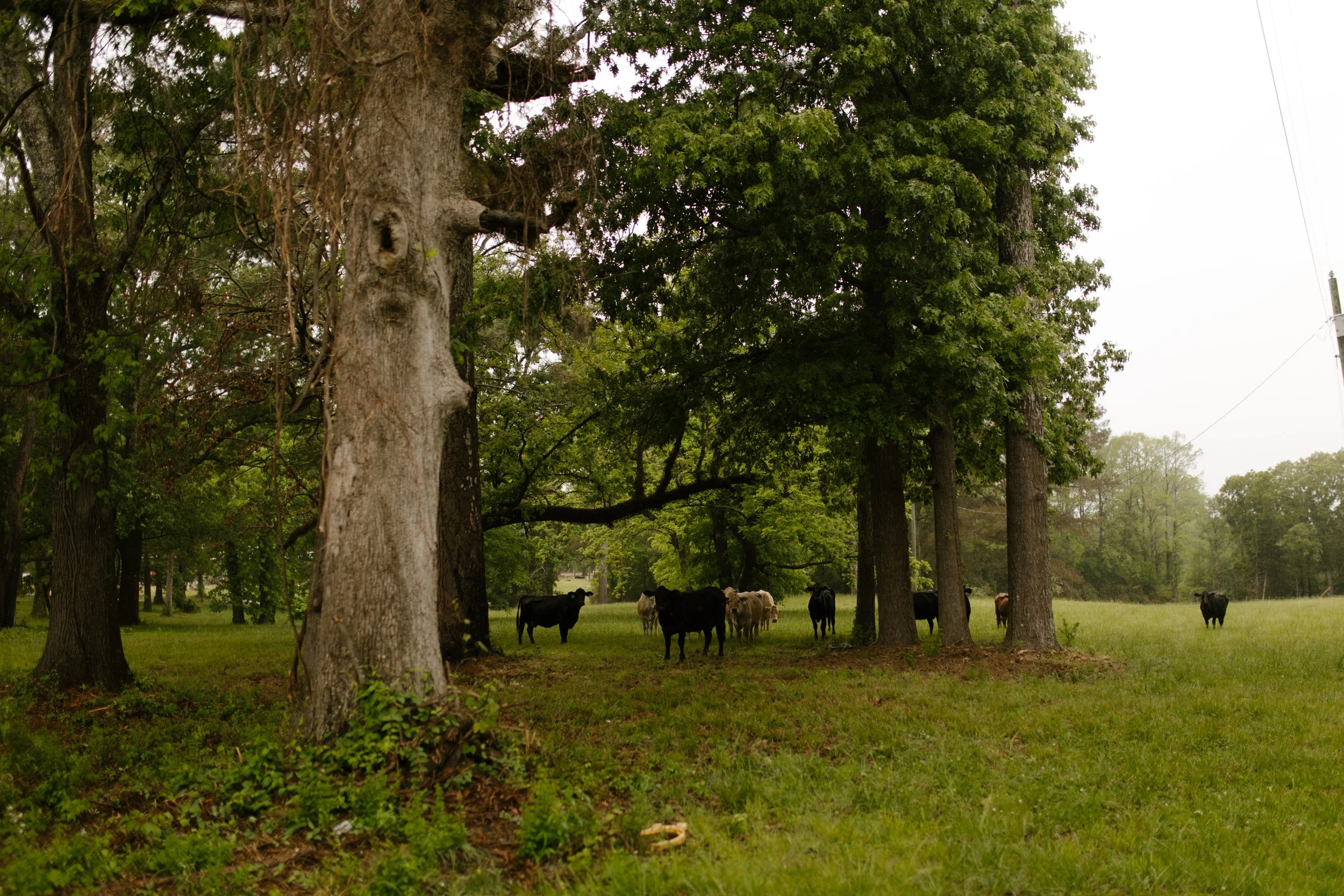 Cattle grazing beneath large trees on a countryside property that hosted the wedding rehearsal photography gathering.