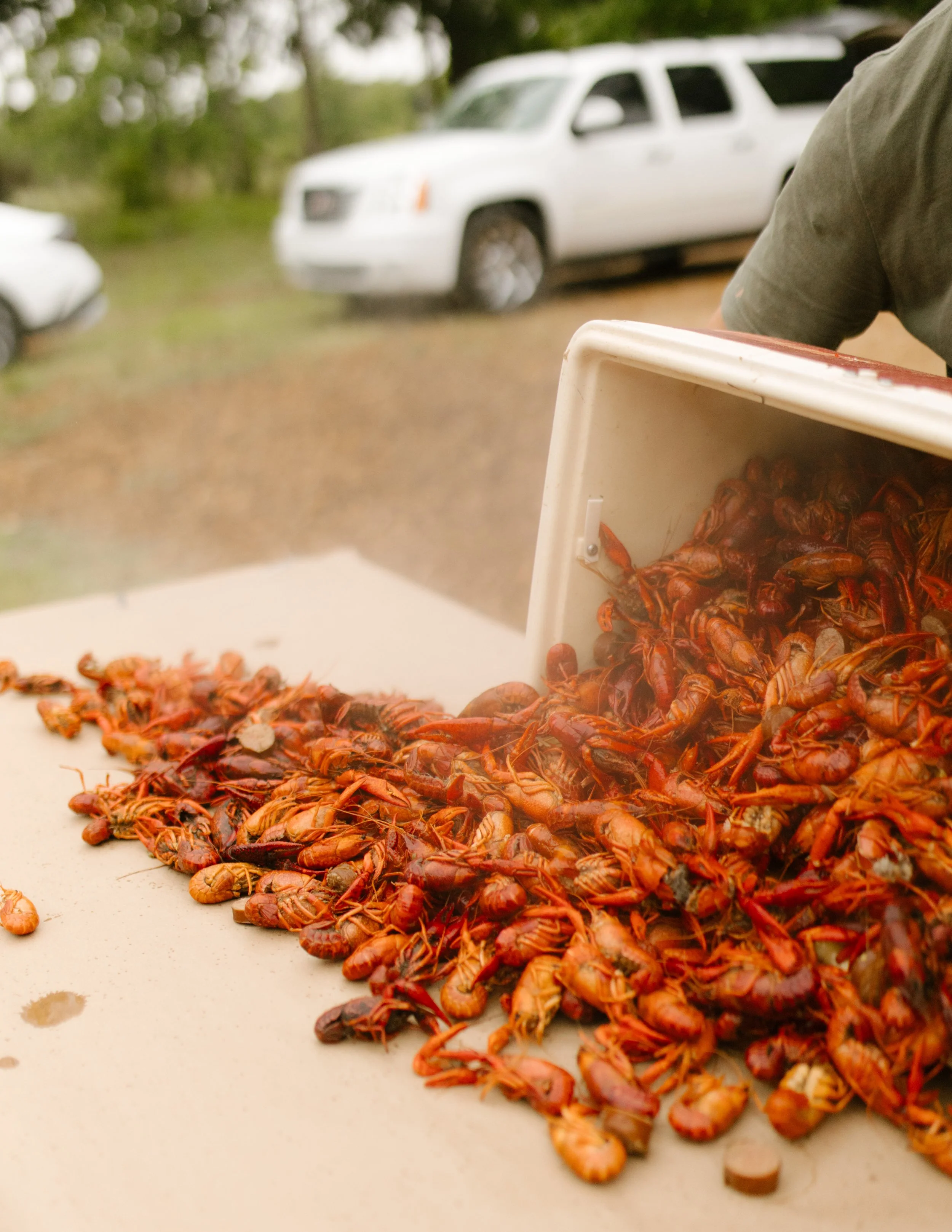 Freshly cooked crawfish poured onto a table for guests at a wedding rehearsal dinner feast.
