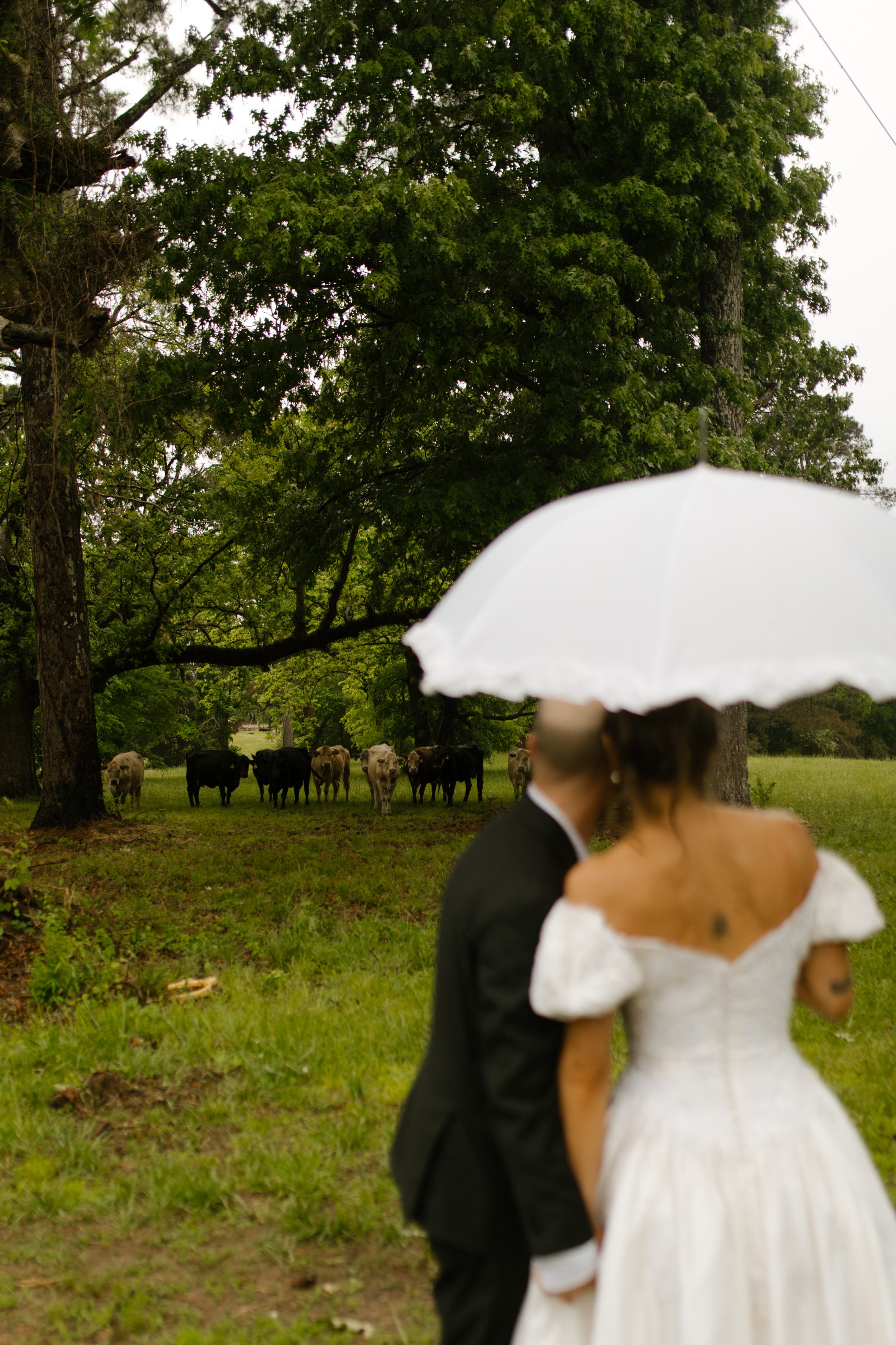 Bride and groom standing beneath an umbrella while watching cows in a Mississippi pasture during rehearsal dinner photography