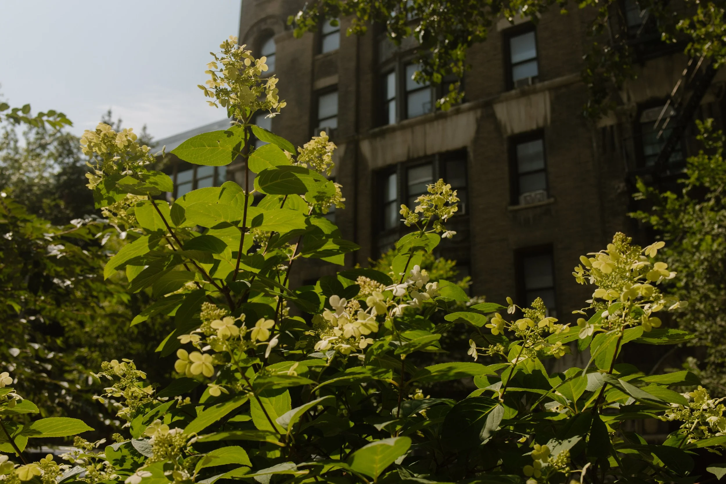 White hydrangea blooms in Central Park with New York City buildings in the background.