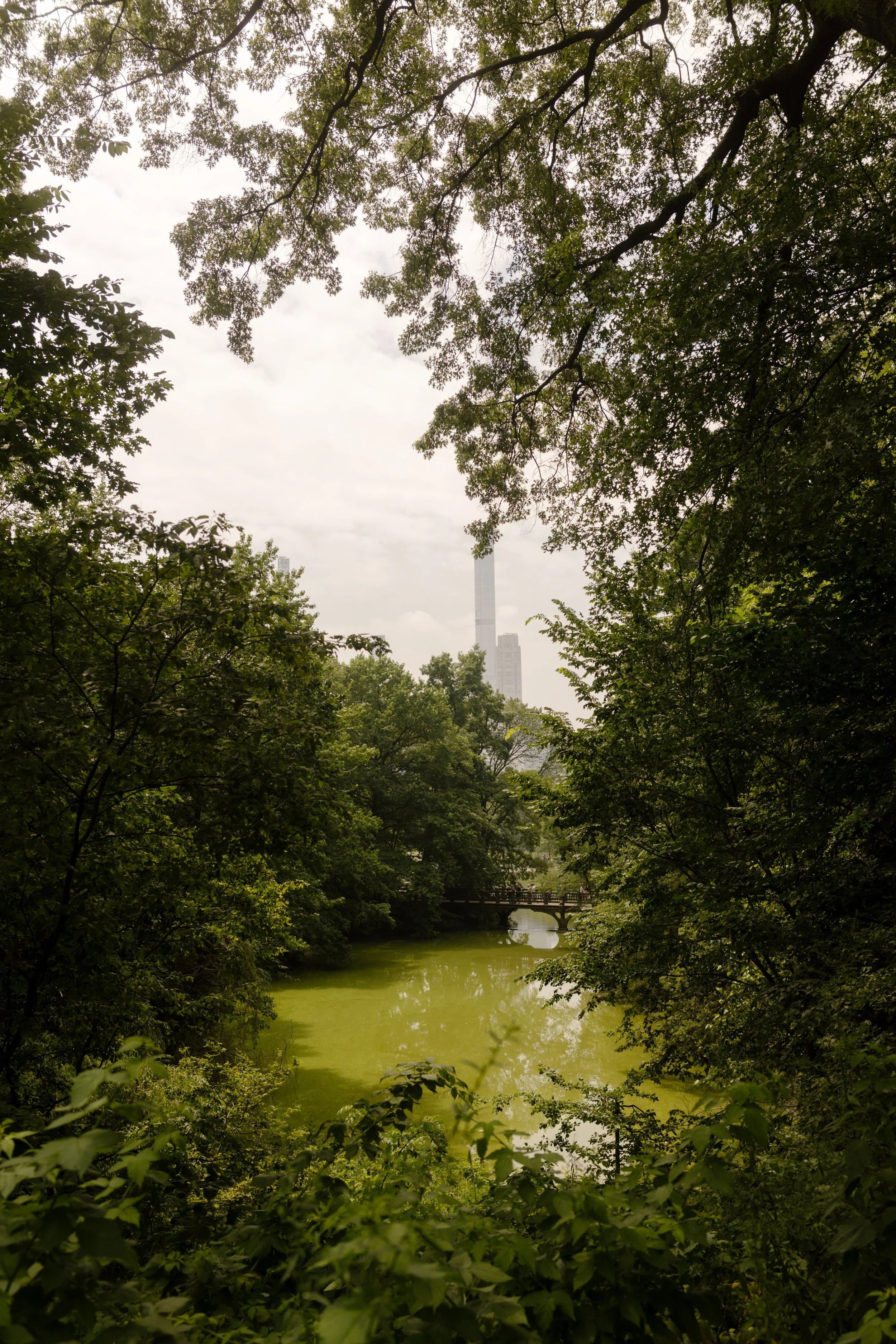 Scenic view of Central Park with the New York City skyline visible through lush summer trees.