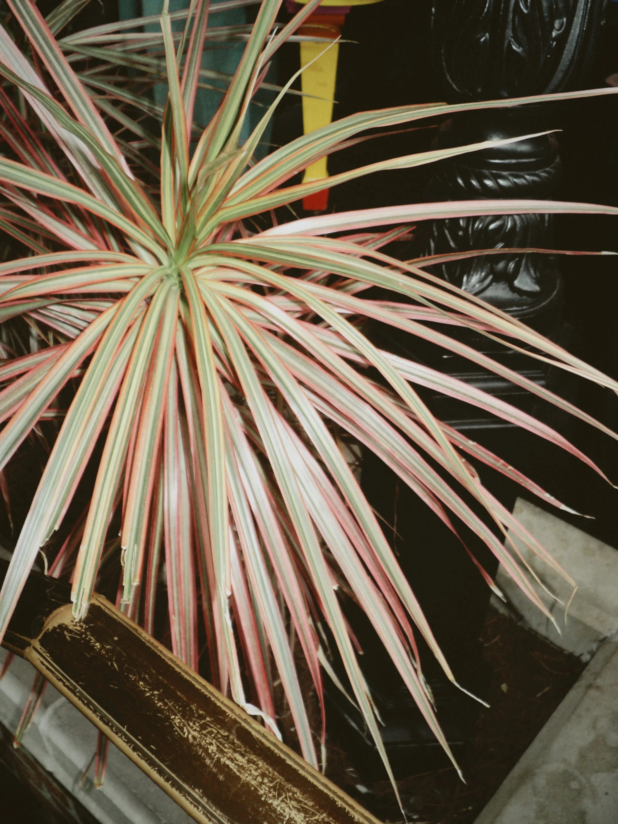 Close-up of a colorful tropical plant and vintage-inspired decor inside the venue.