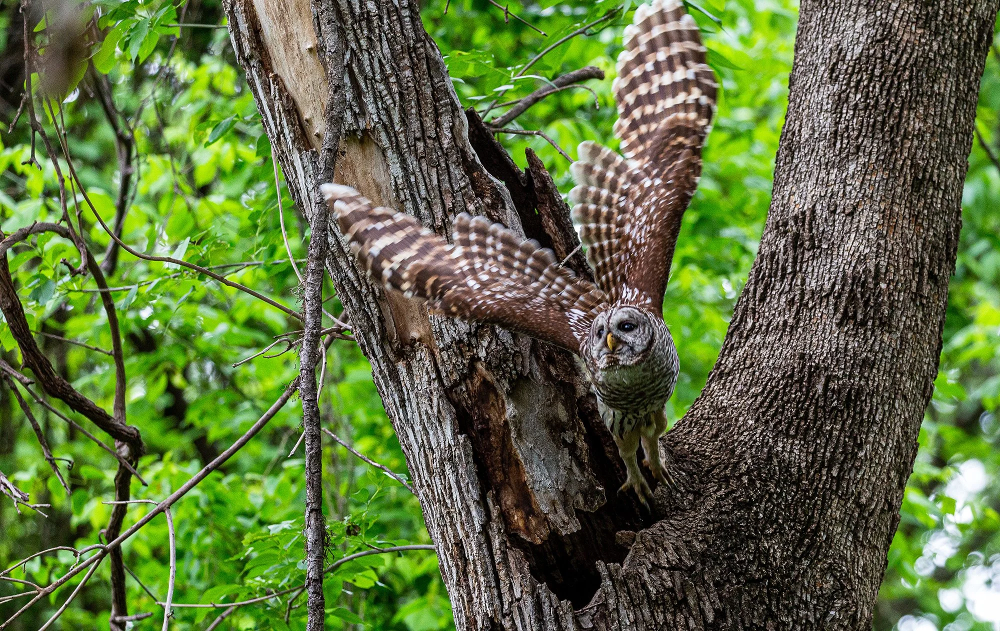 Barred owl Momma off to hunt or set up watch on the nest.