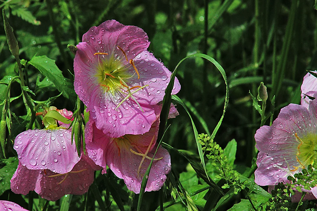Evening primrose  wearing the remnants of a morning shower.