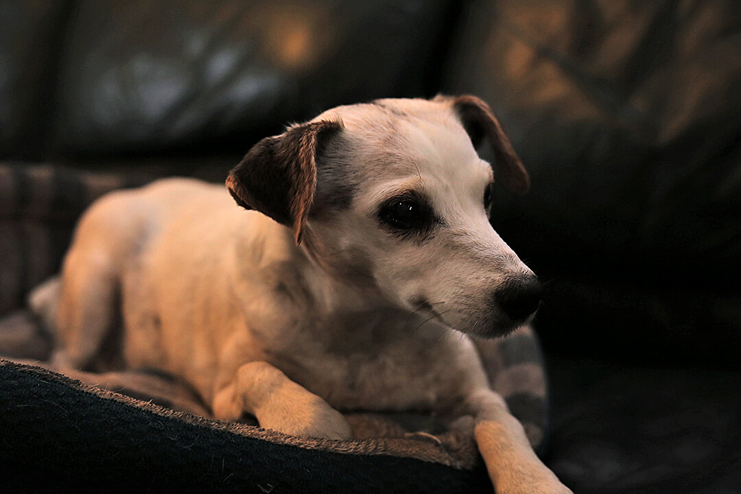 Ode to Abby