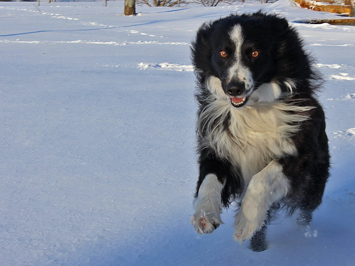 CBP_snow_6838.jpg