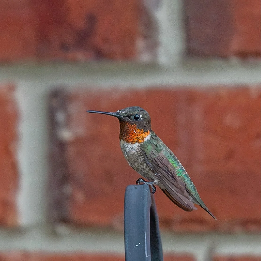The fall migration is underway in North Texas. The hummingbird population has tripled in my gardens in recent days, and it&rsquo;s a frenzied fight around the feeders as the little buggers fatten up for the rest of their trip south.
#hummingbirds #hu