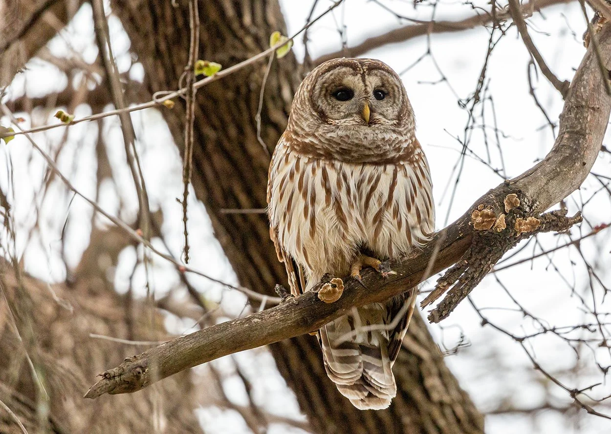 BARRED OWL, Colleyville Nature Center, Texas, 2023