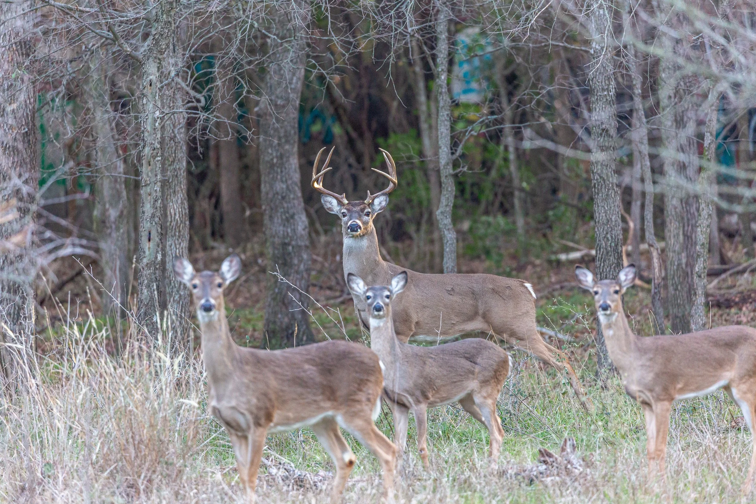 FAMILY, Austin, Texas, 2022