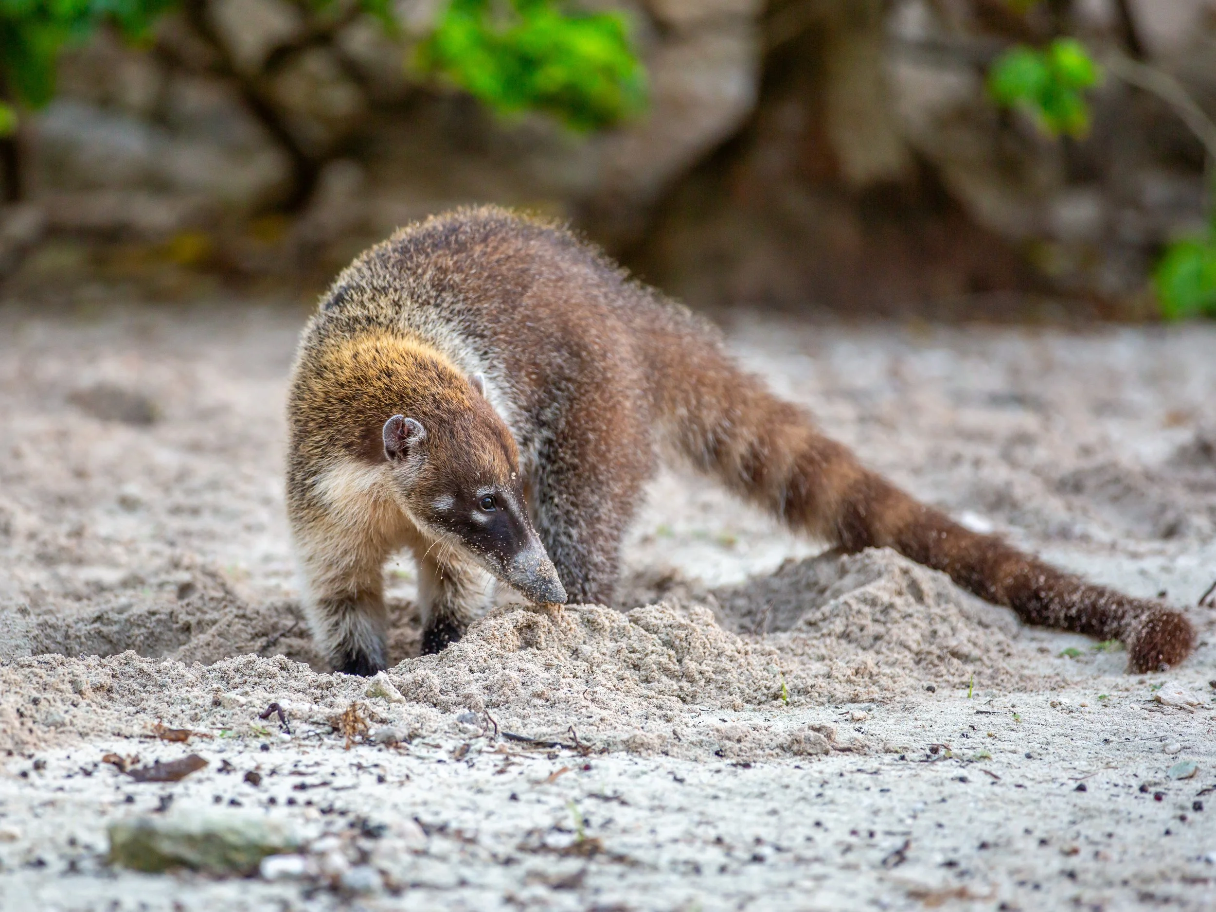 COATI, Riviera Maya, Mexico, 2024