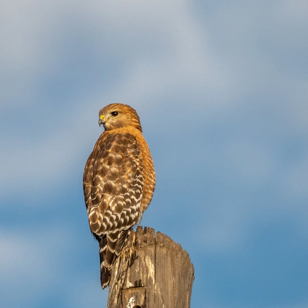 EYES IN THE SKY, River Legacy Park, Arlington, Texas, 2022