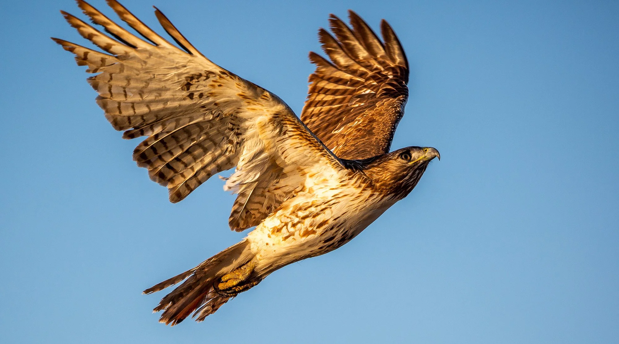 A soaring, sharp-eyed hawk.