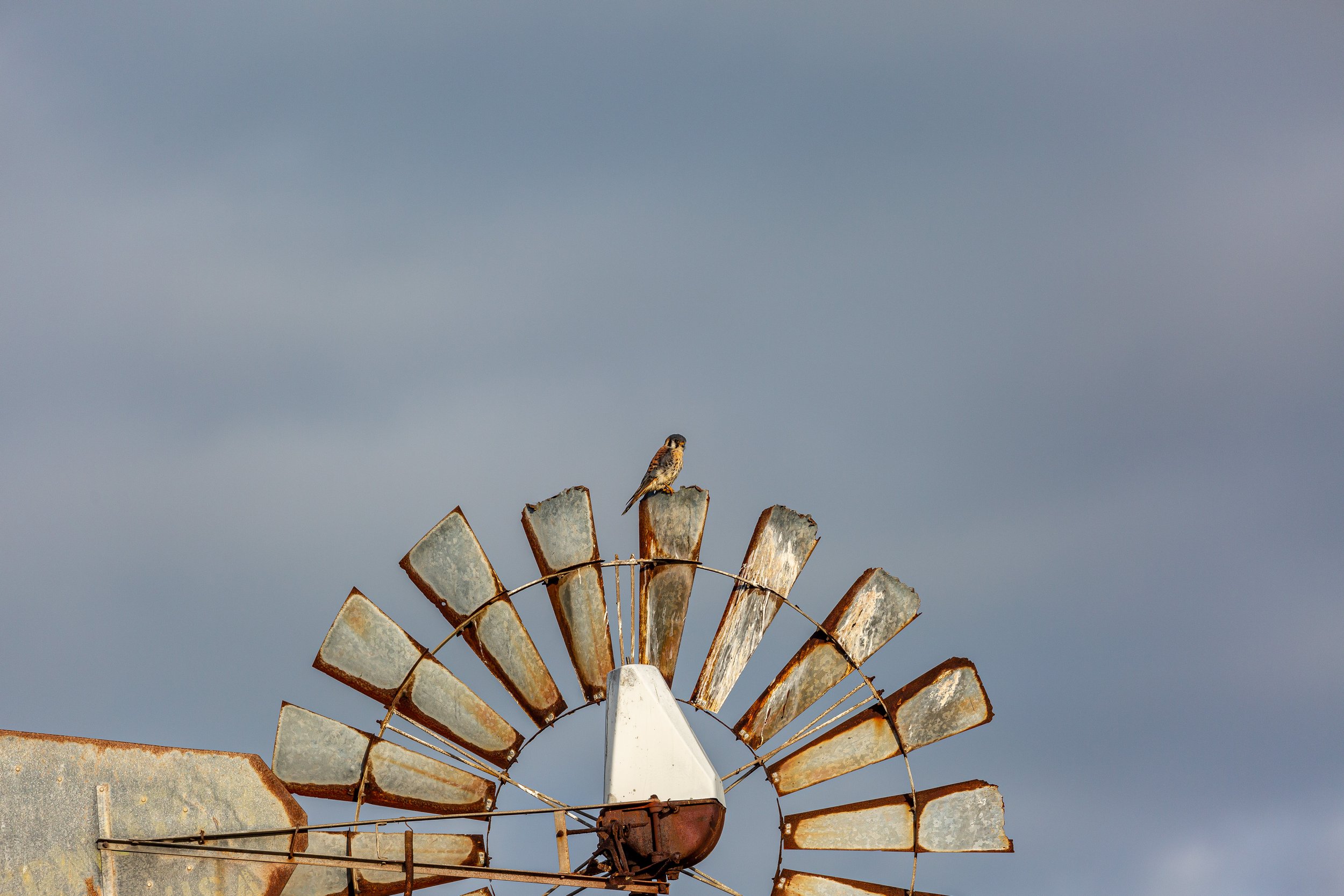KESTRAL WIND, Brazos National Wildlife Refuge, Texas, 2022